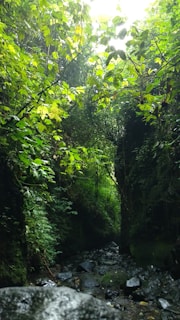 A lush, green forest scene with dense foliage covering the surroundings. Sunlight filters through the leaves, illuminating parts of a rocky stream that runs through the middle. The environment appears vibrant and serene, with an abundance of greenery and moss-covered rocks.