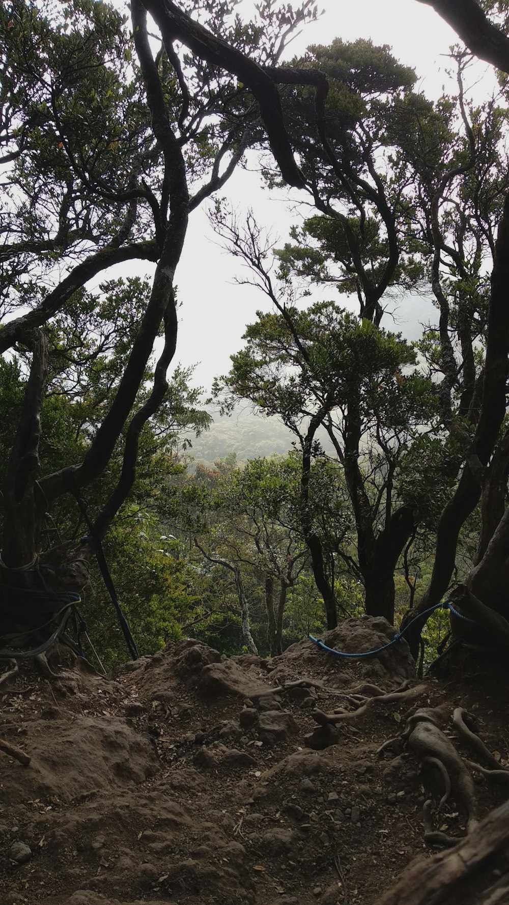 green trees on brown soil during daytime