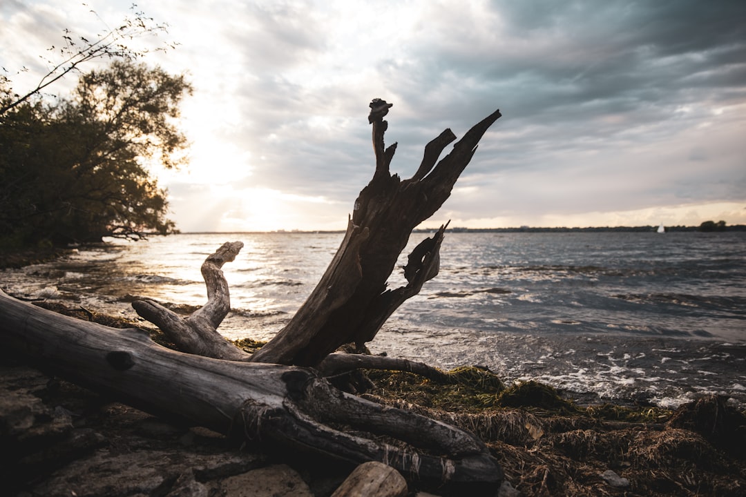 brown wood log on beach during daytime