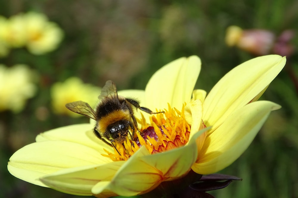 black and yellow bee on yellow flower