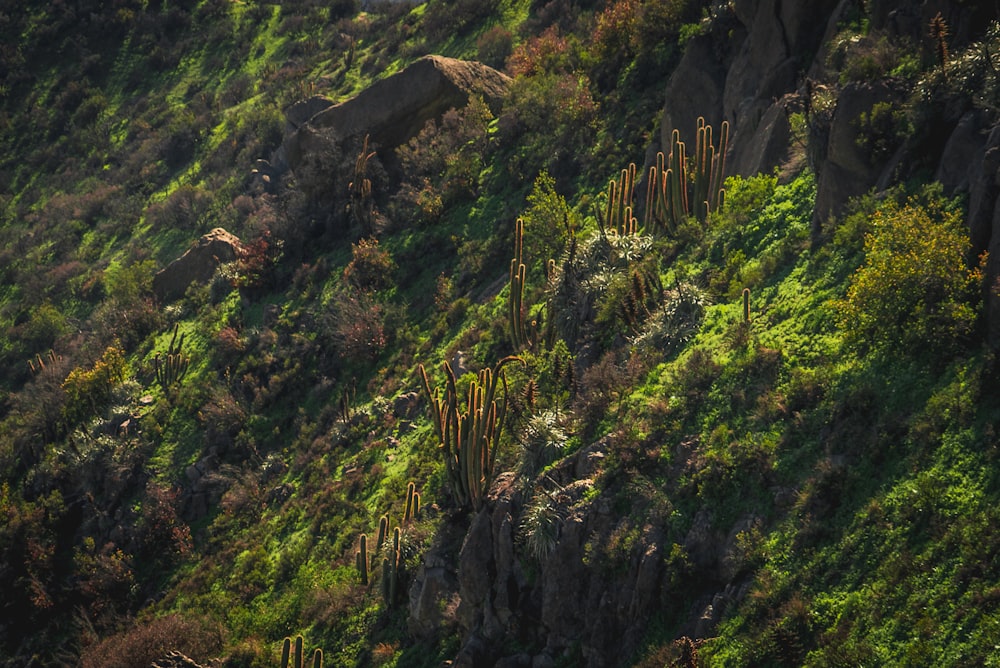 green trees on mountain during daytime