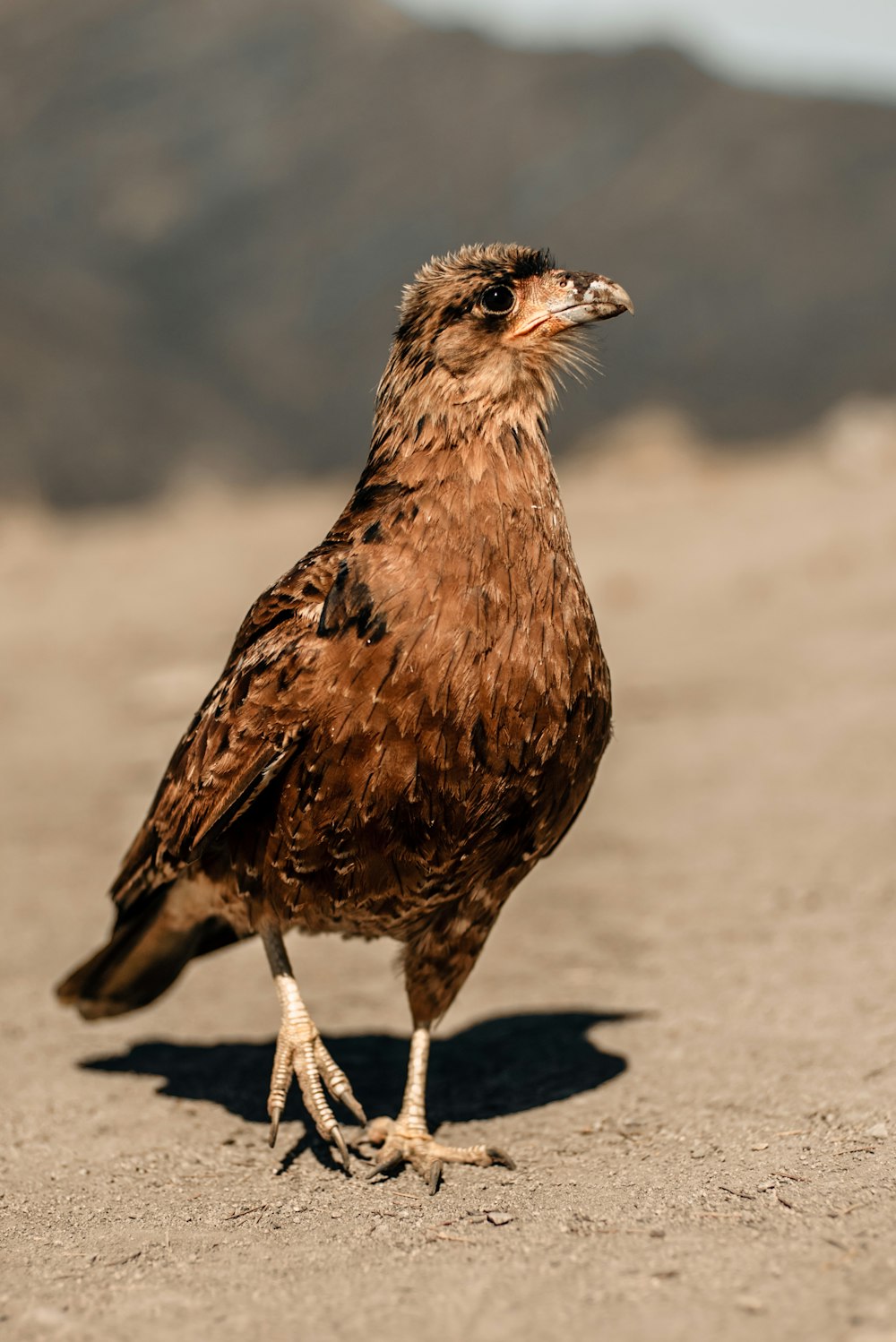 Oiseau brun sur sol en béton gris pendant la journée