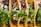 Four tacos are filled with shredded meat, garnished with chopped onions and fresh cilantro, all wrapped in soft corn tortillas.