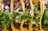 Four tacos are filled with shredded meat, garnished with chopped onions and fresh cilantro, all wrapped in soft corn tortillas.