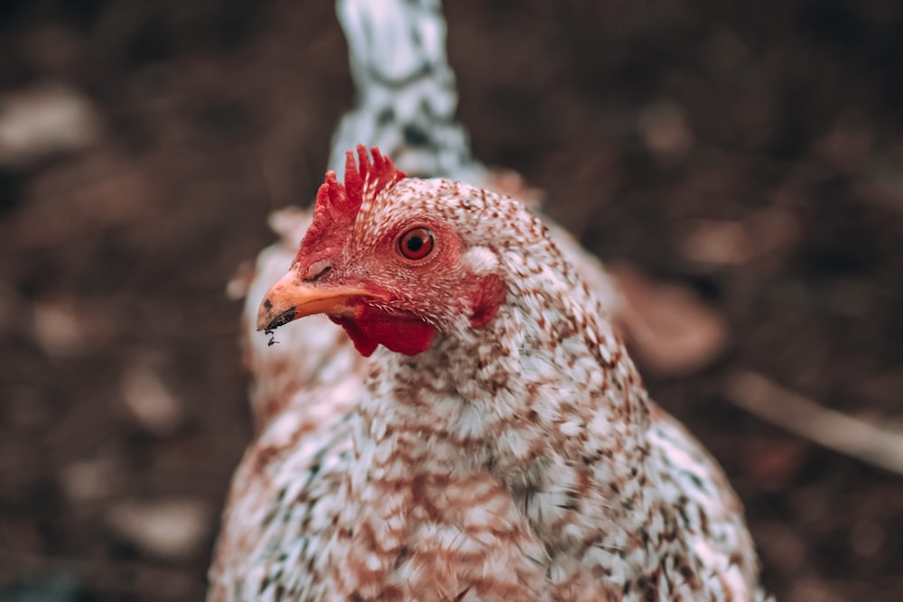 white and black chicken chick