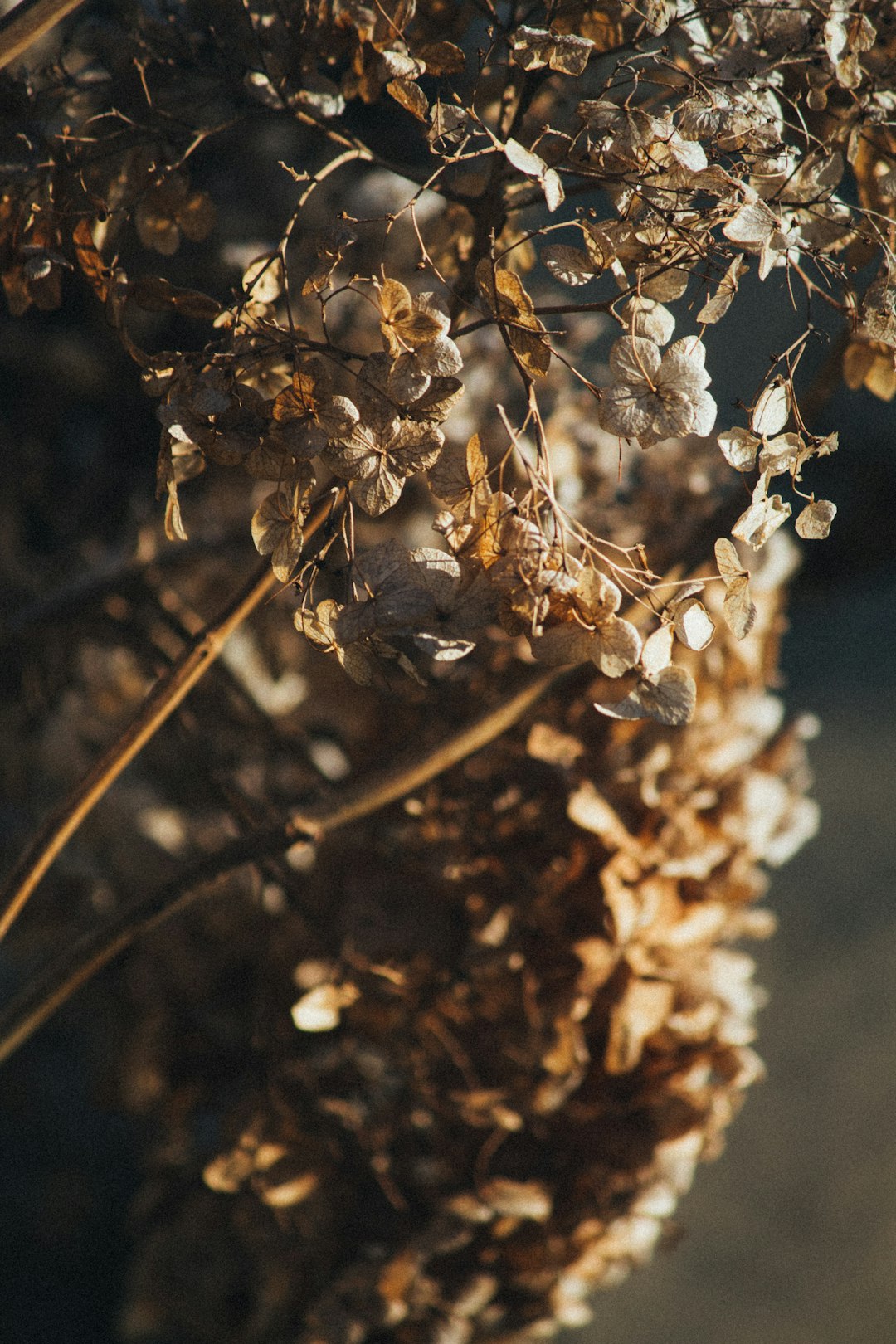 white flowers in tilt shift lens