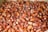 A close-up view of a large pile of red and brown dates, showcasing their glossy texture and slight variations in size and shape.