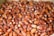 A close-up view of a large pile of red and brown dates, showcasing their glossy texture and slight variations in size and shape.