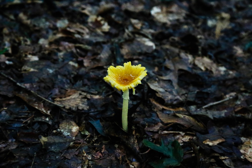 yellow flower on brown dried leaves