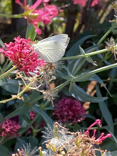 Elegant butterfly resting on a delicate pink flower, symbolizing transformation.