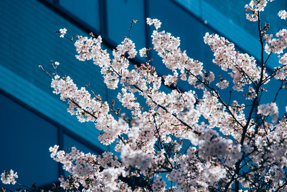 white cherry blossom tree during daytime