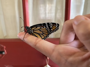 A monarch butterfly perches delicately on a person's fingertip. The intricate black and orange patterns on the butterfly's wings contrast with the softness of the human skin. In the background, a red and white structure is softly blurred, drawing focus to the butterfly.