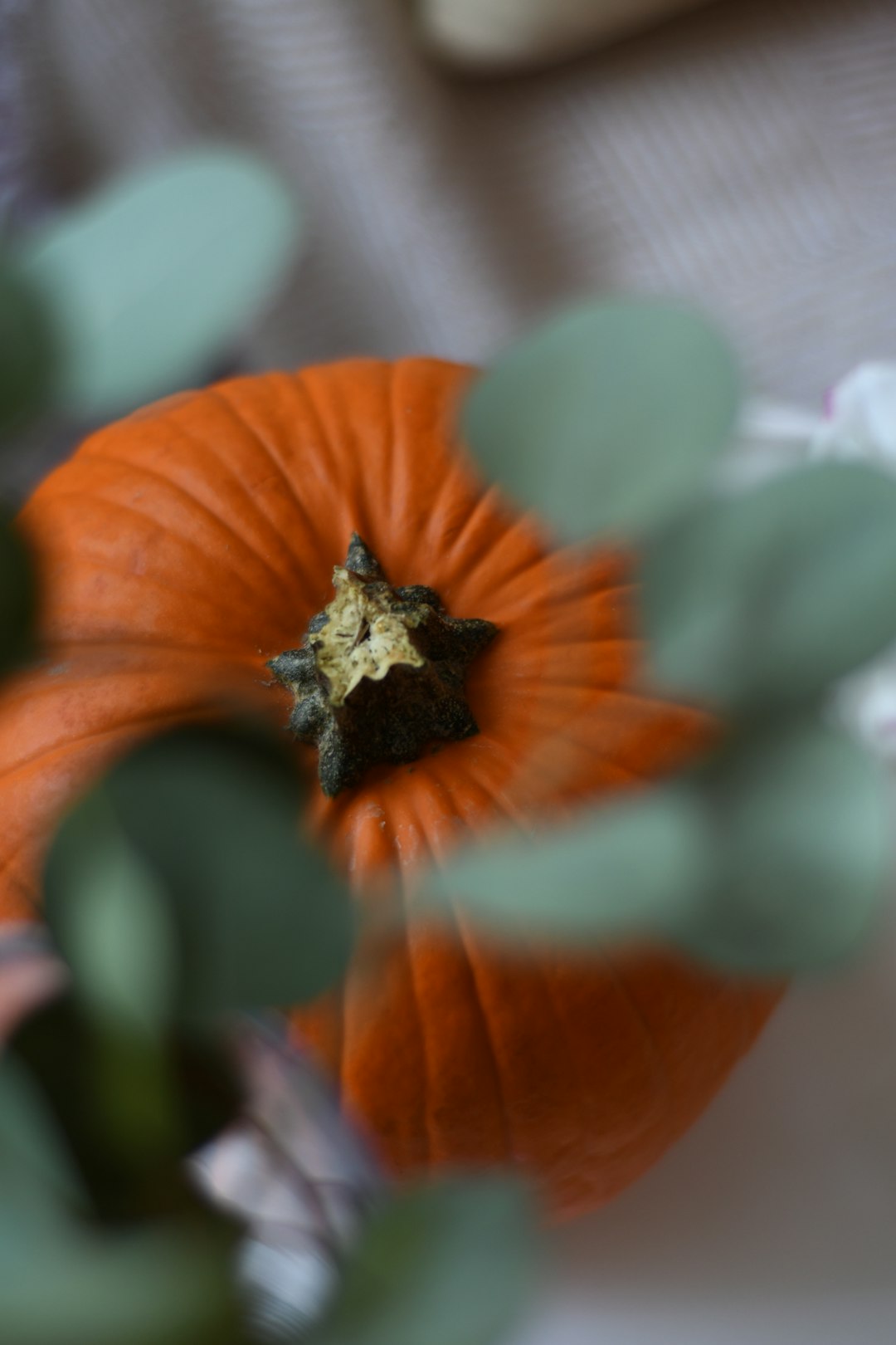 orange and white flower in tilt shift lens
