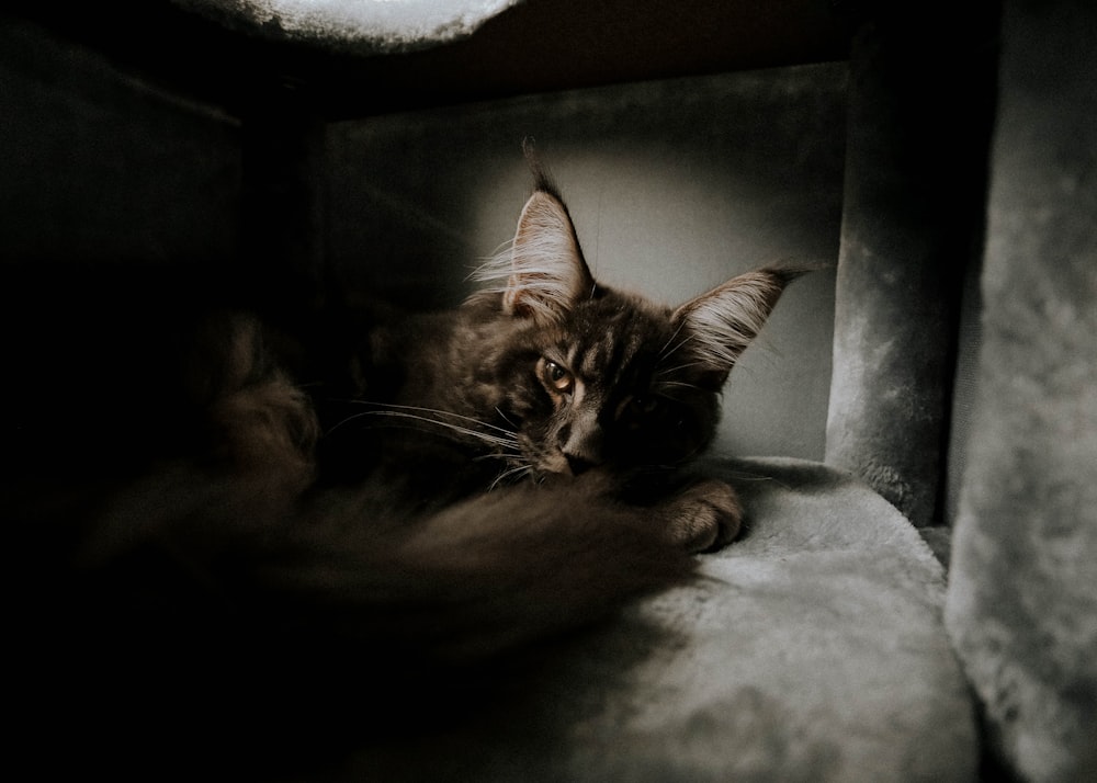 brown tabby cat lying on gray textile