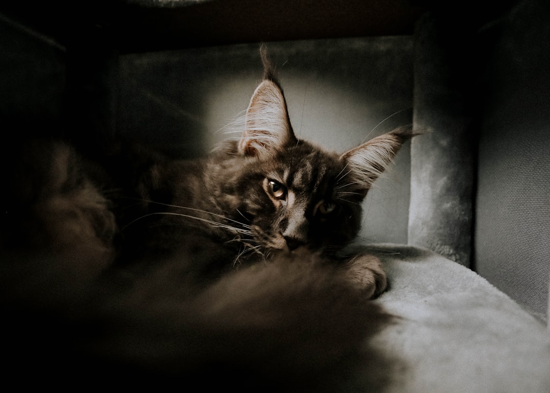 brown tabby cat lying on white textile