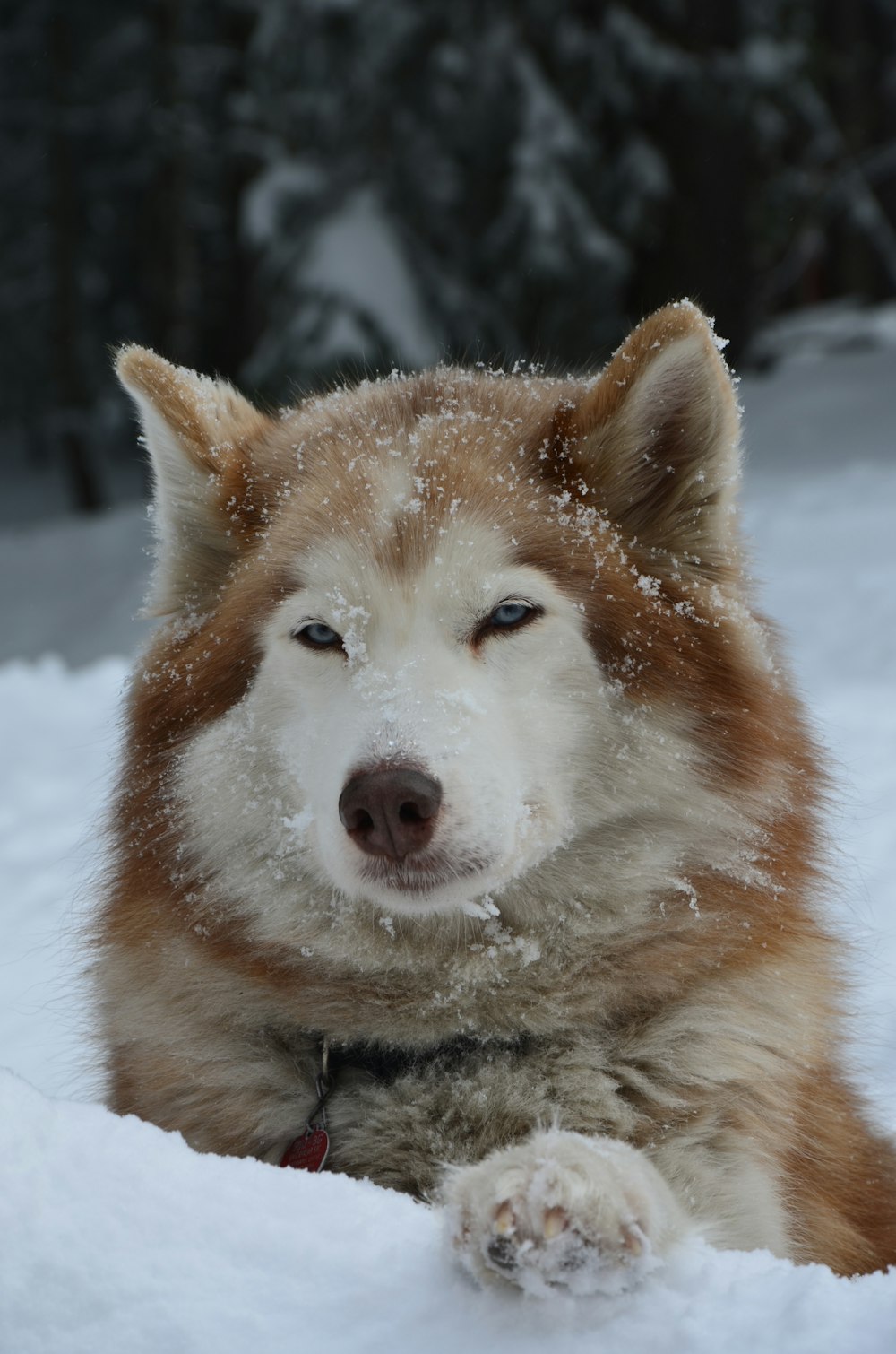 brown and white siberian husky on snow covered ground during daytime