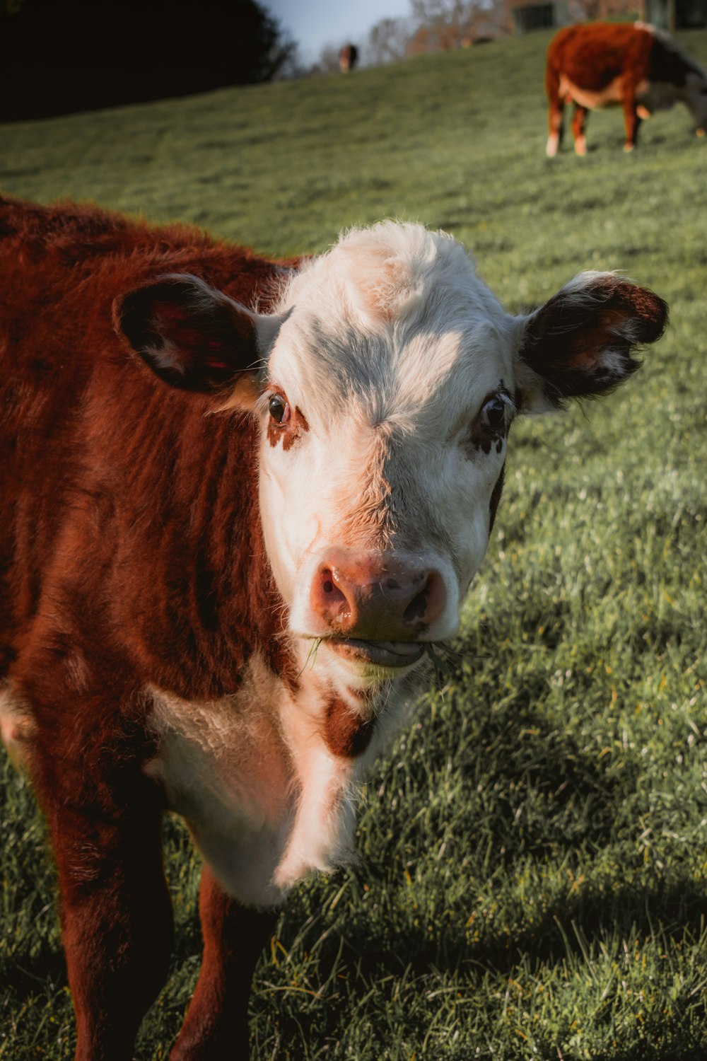 brown and white cow on green grass field during daytime