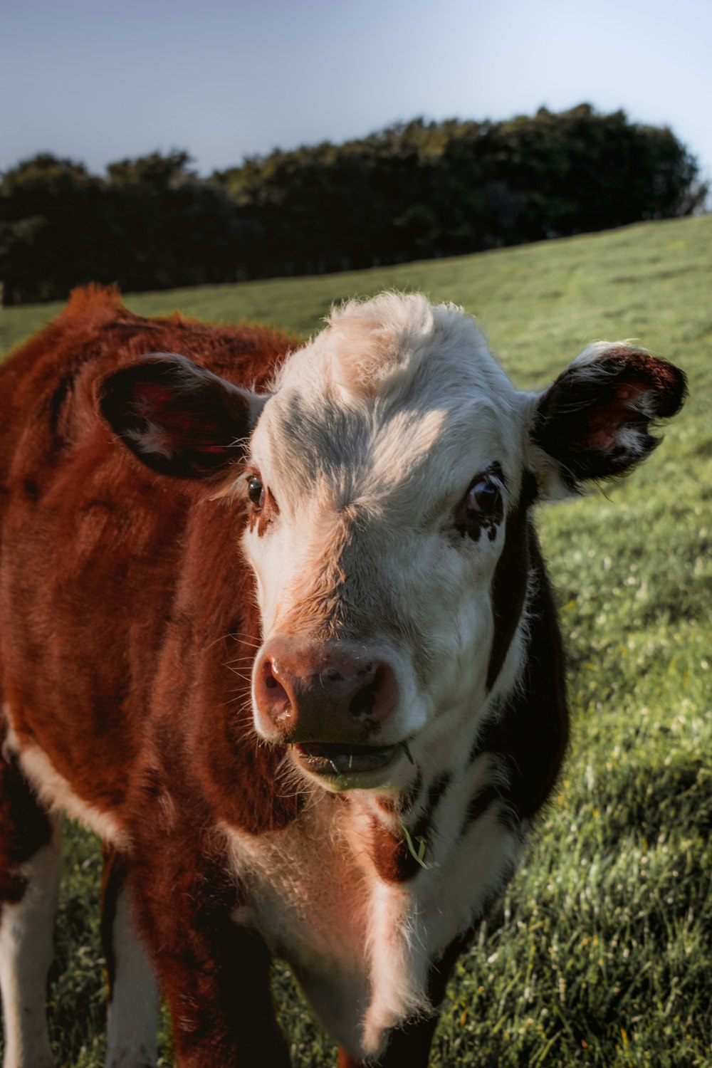 brown and white cow on green grass field during daytime