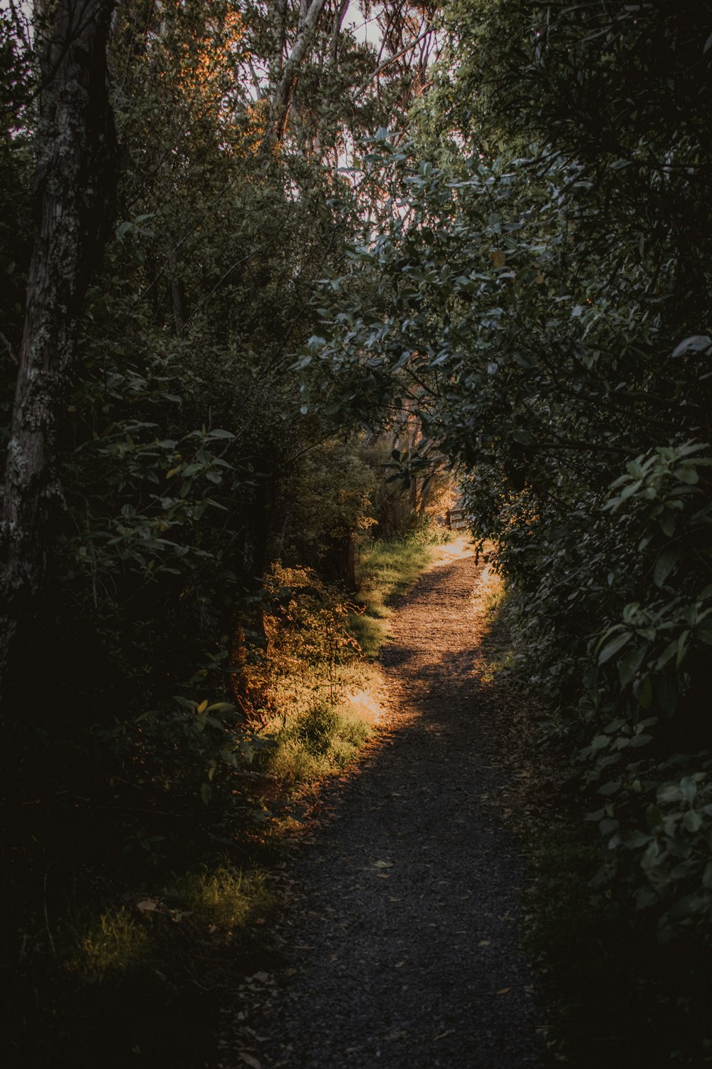 green trees and brown leaves