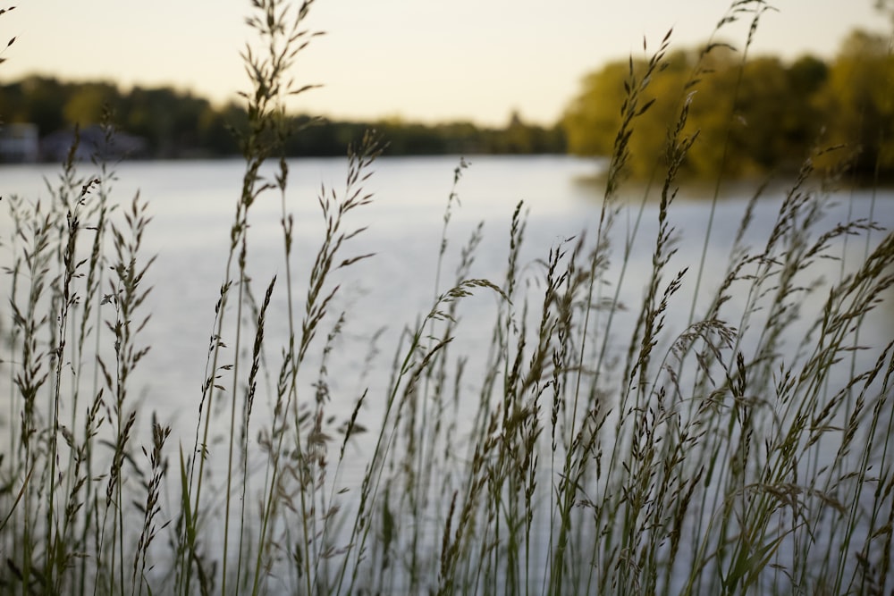 green grass on lake during daytime