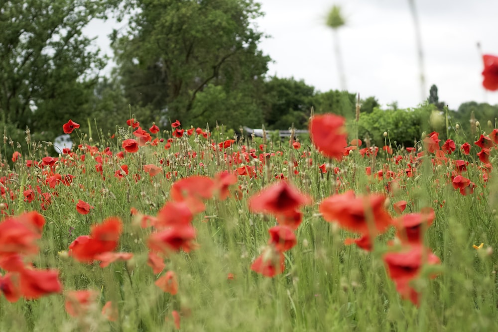 red flower field during daytime