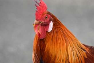 A close-up of a rooster with vibrant red and orange feathers. The rooster's comb is prominent and red, and its beak is slightly open. The background is a smooth gray, which contrasts with the rooster's bright plumage.