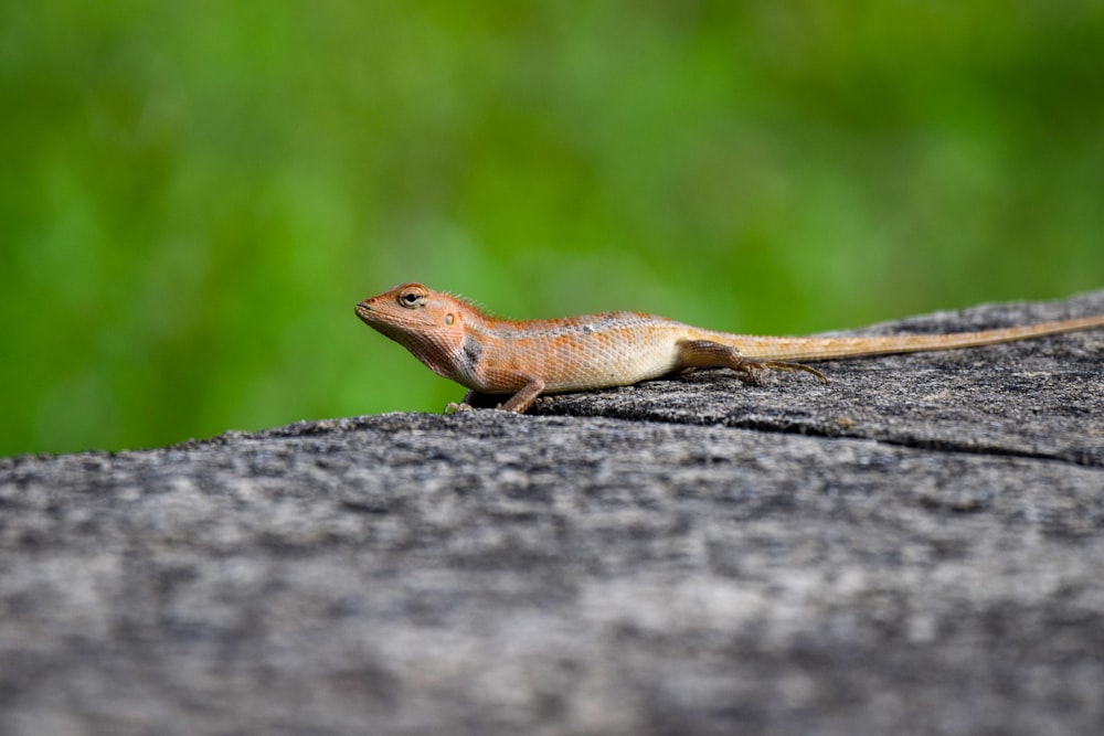 brown and white lizard on gray rock
