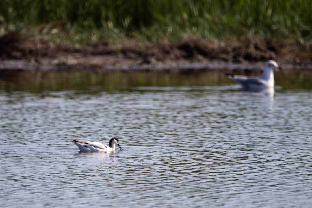 Nature reserve photo spot Réserve Ornithologique du Teich La Teste-de-Buch