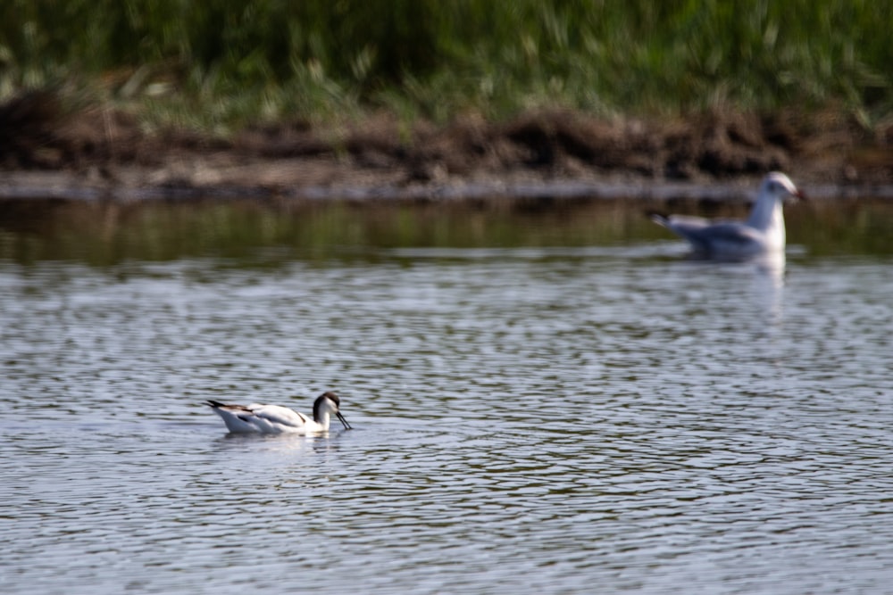 white duck on water during daytime