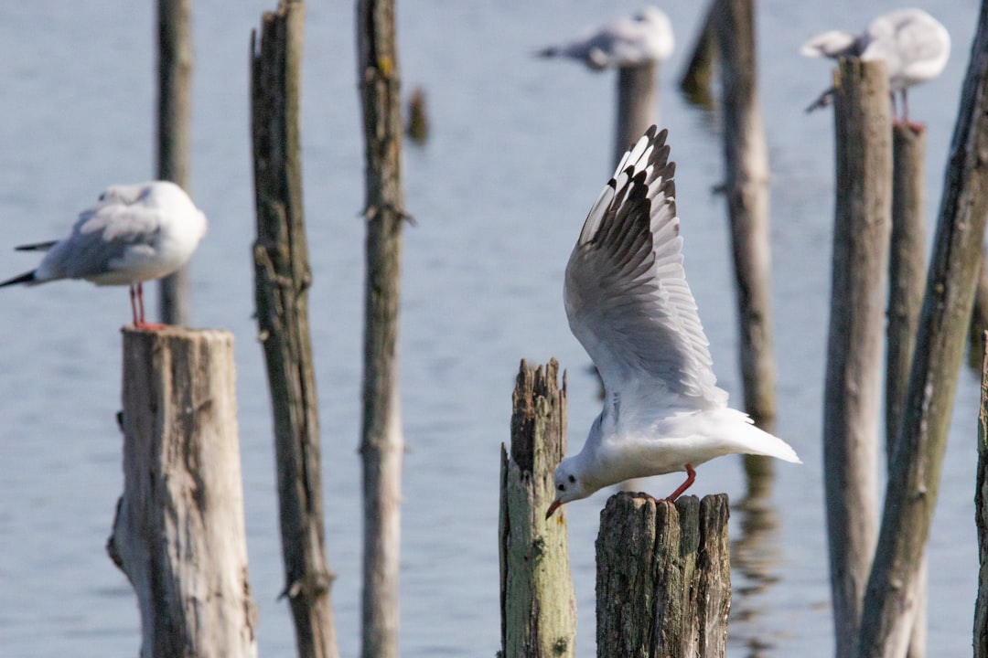 Wildlife photo spot Réserve Ornithologique du Teich Soulac-sur-Mer