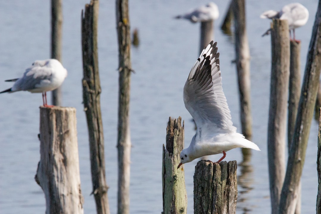 Wildlife photo spot Réserve Ornithologique du Teich Arcachon