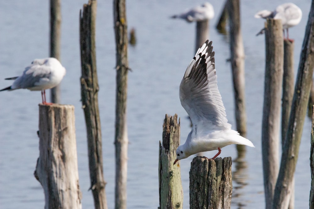 white bird flying over the sea during daytime