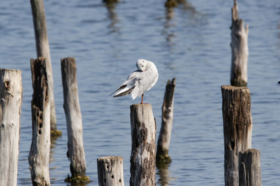 Wildlife photo spot Réserve Ornithologique du Teich Soulac-sur-Mer