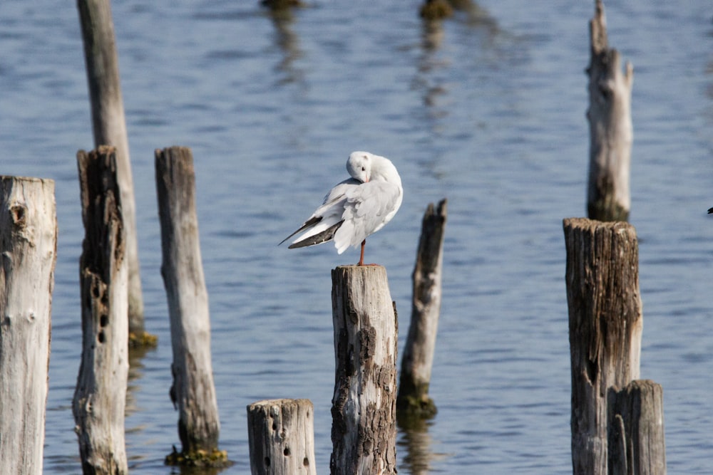 pájaro blanco y gris en poste de madera marrón durante el día