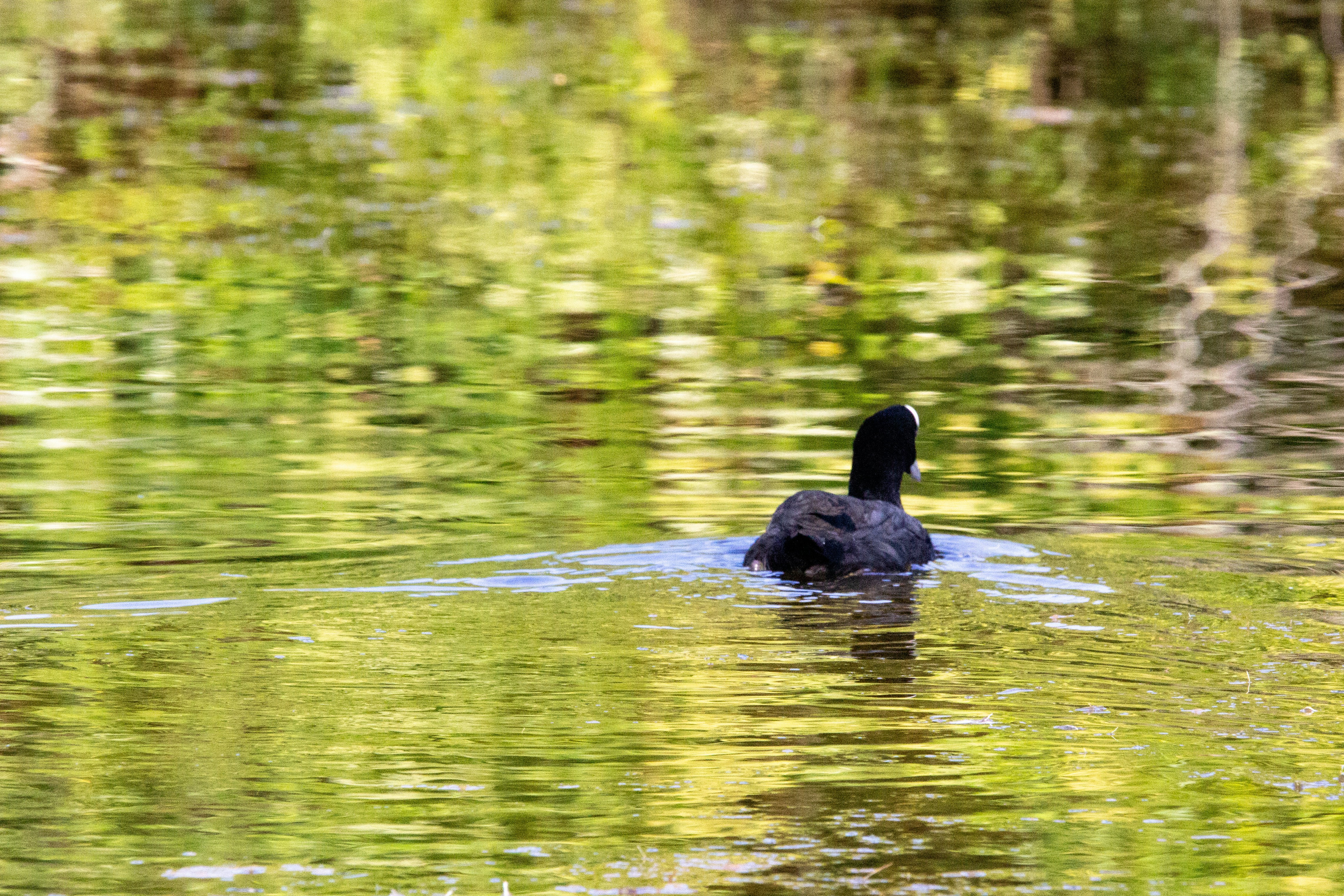 검은 오리를 보는 꿈의 상징과 다양한 꿈 해석