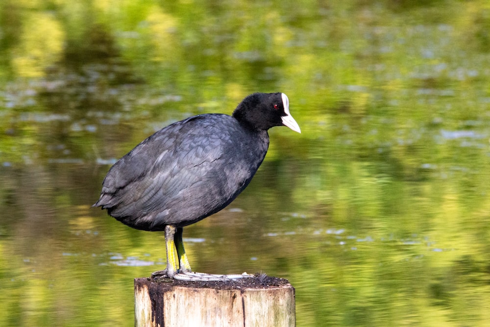 black bird on brown wooden log