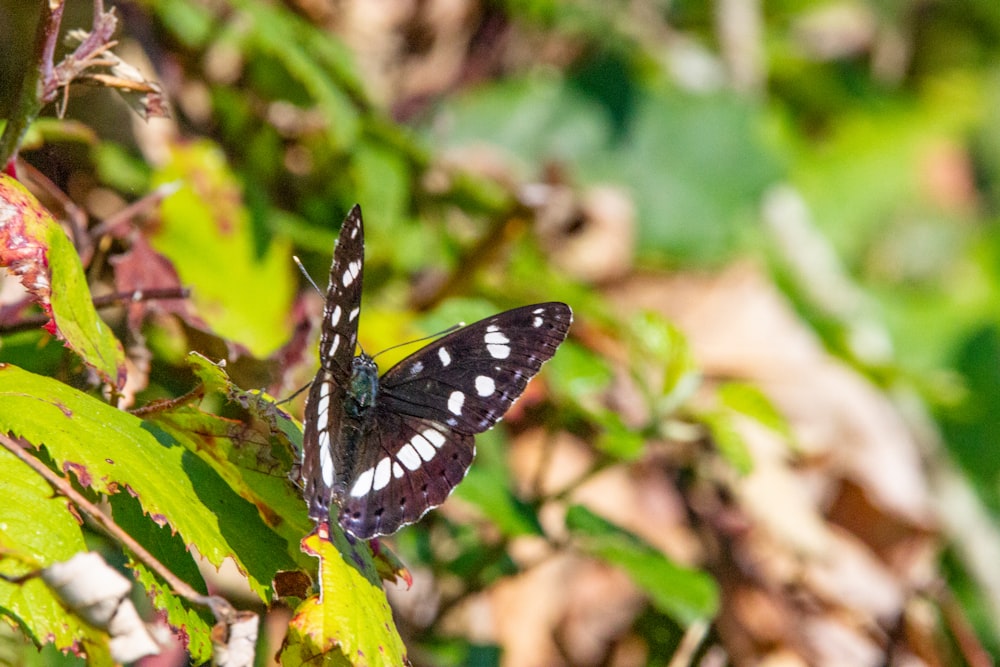 black and white butterfly on yellow flower