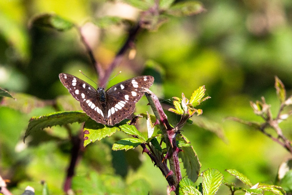 black and white butterfly perched on green plant during daytime