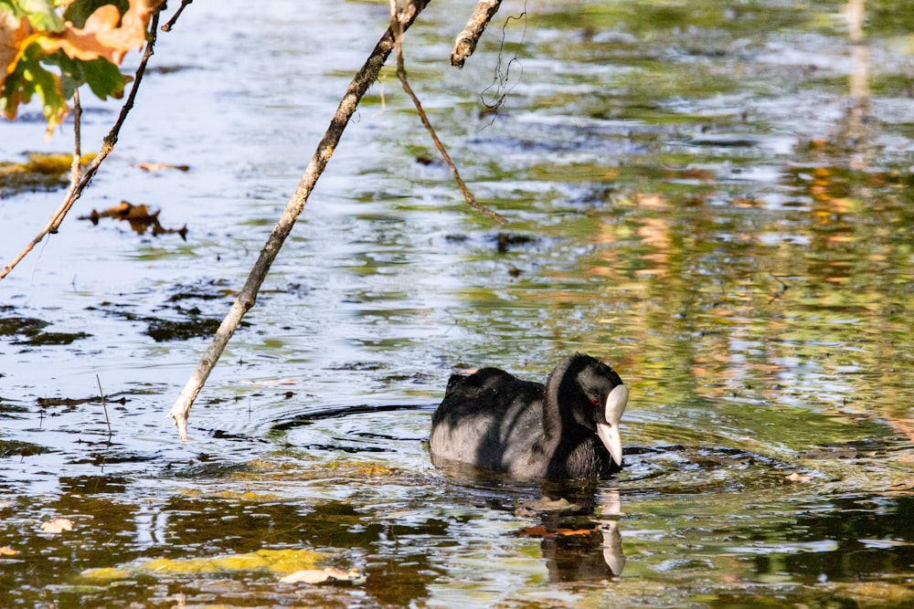 black and white duck on water during daytime