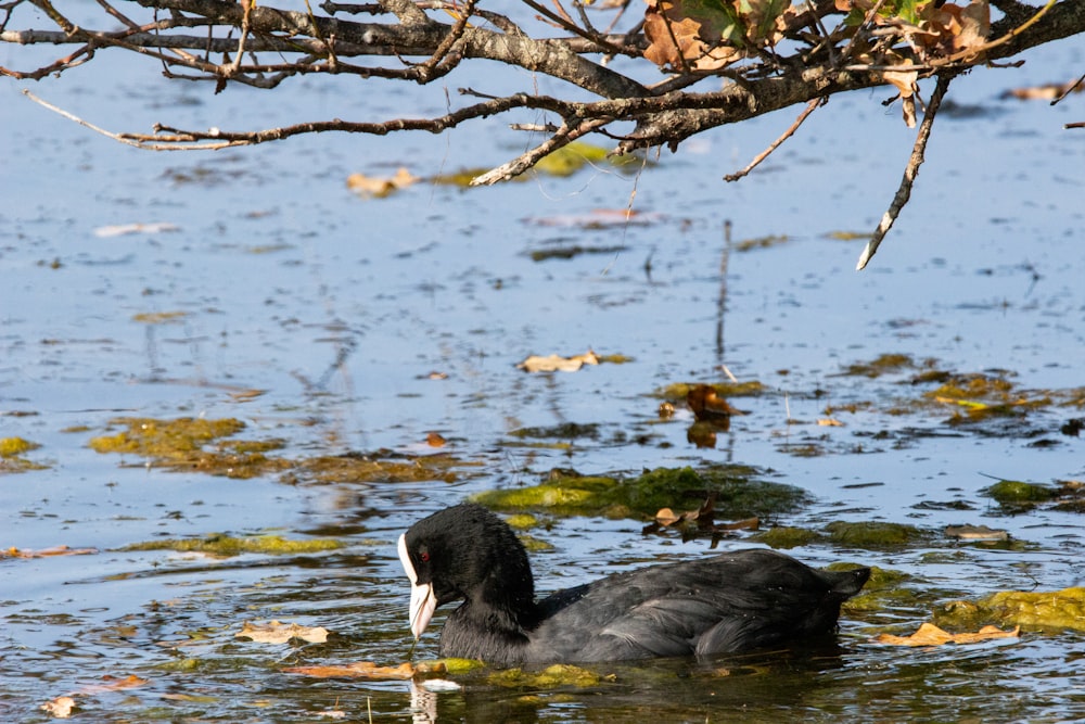 black duck on water during daytime