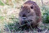A small brown rodent with long whiskers is nibbling on a piece of grass. Its fur is wet, suggesting it might have recently been in water. The background consists of green grass and scattered wildflowers, with a soft focus that highlights the rodent as the central subject.