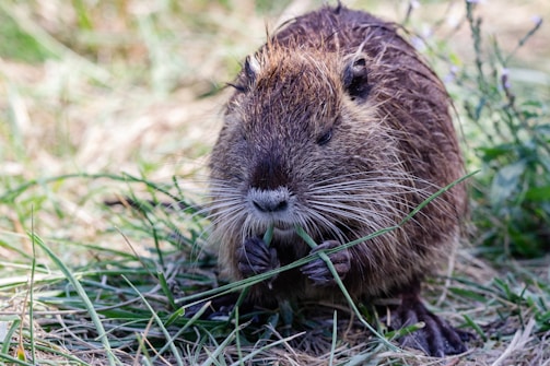 A small brown rodent with long whiskers is nibbling on a piece of grass. Its fur is wet, suggesting it might have recently been in water. The background consists of green grass and scattered wildflowers, with a soft focus that highlights the rodent as the central subject.