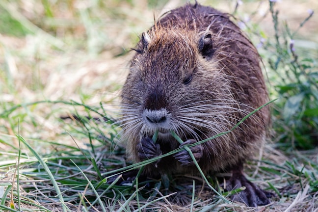 A small brown rodent with long whiskers is nibbling on a piece of grass. Its fur is wet, suggesting it might have recently been in water. The background consists of green grass and scattered wildflowers, with a soft focus that highlights the rodent as the central subject.