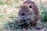 A small brown rodent with long whiskers is nibbling on a piece of grass. Its fur is wet, suggesting it might have recently been in water. The background consists of green grass and scattered wildflowers, with a soft focus that highlights the rodent as the central subject.