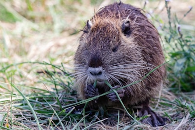 A small brown rodent with long whiskers is nibbling on a piece of grass. Its fur is wet, suggesting it might have recently been in water. The background consists of green grass and scattered wildflowers, with a soft focus that highlights the rodent as the central subject.