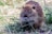 A small brown rodent with long whiskers is nibbling on a piece of grass. Its fur is wet, suggesting it might have recently been in water. The background consists of green grass and scattered wildflowers, with a soft focus that highlights the rodent as the central subject.