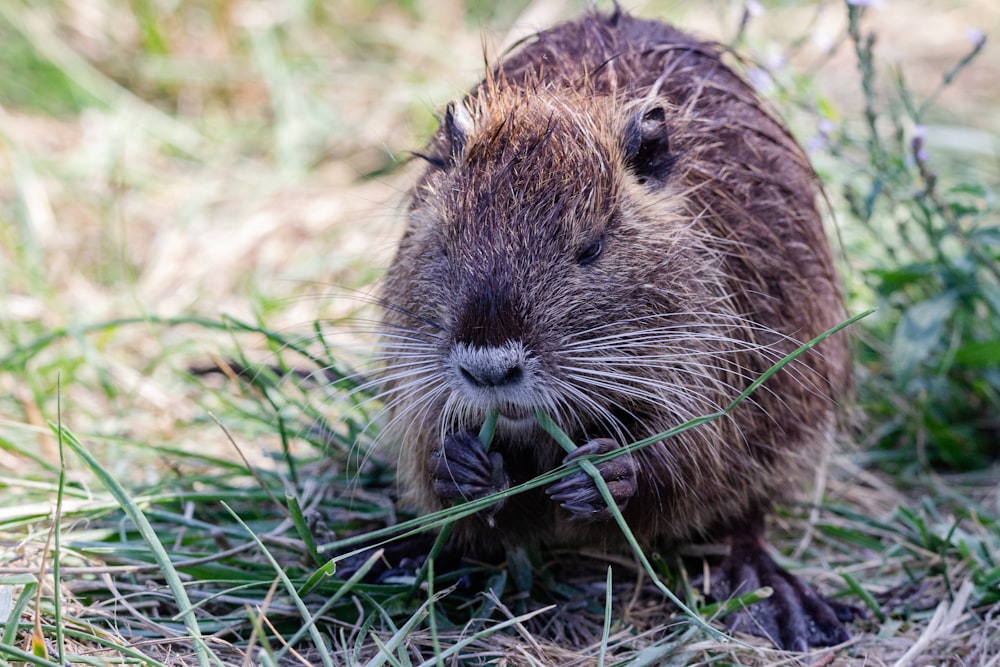 brown rodent on green grass during daytime