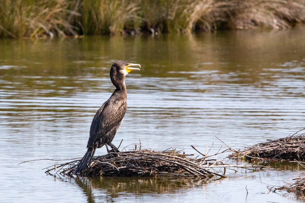 black and yellow bird on brown nest near body of water during daytime