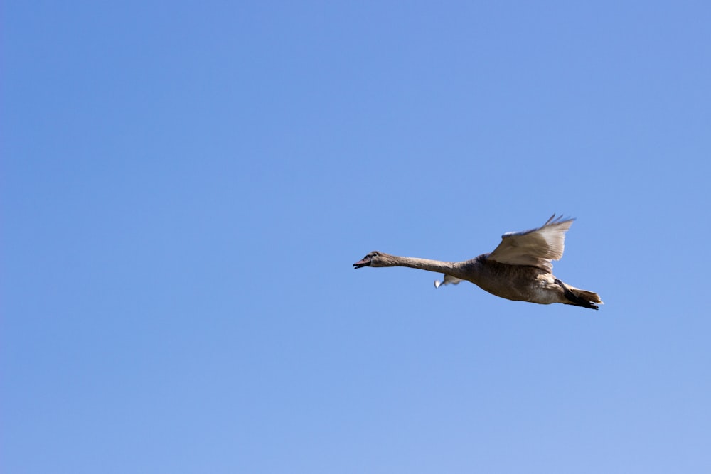 white bird flying during daytime