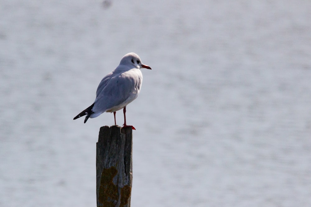 white and black bird on brown wooden post during daytime